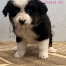 Noelle - Black tri female Miniature Australian Shepherd puppy in Oronogo, Missouri from Dutton's Show Me Farms