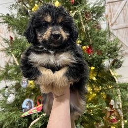 Aussiedoodle and Goldendoodle Puppies from Saddle Hill Farms