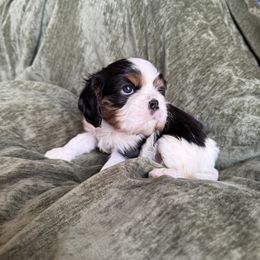 Liberty - Tri-color female Cavalier King Charles Spaniel puppy in Hays, Kansas from MacArthur Cavi’s