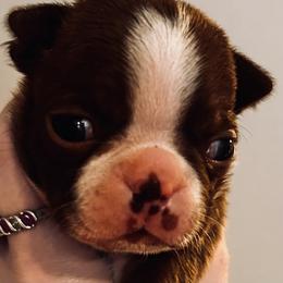 Bootsies white collar boy - Red male Boston Terrier puppy in Yakima, Washington from Barnett’s AKC Boston Terriers