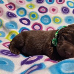 Leaf - Chocolate male Labrador Retriever puppy in Bemidji, Minnesota from Northern Star Elite Quality Labrador Retrievers