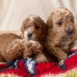 Poodle puppies from Pixie Poodles