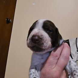 Pink Girl - Liver and white female German Shorthaired Pointer puppy in Johnson City, Tennessee from ShatzFired Shorthairs