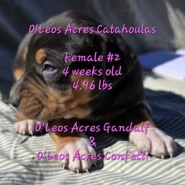 FEMALE - 2 - Black female Catahoula Leopard Dog puppy in Perry, Florida from O'Leos' Acres Catahoulas