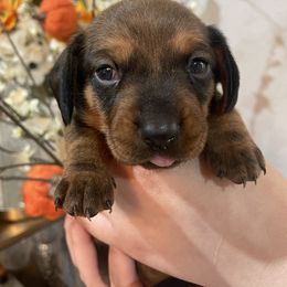 Dachshund Puppies from Harper’s Waggin Winnie’s
