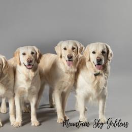 Golden Retriever Puppies from Mountain Sky Goldens   https://youtu.be/30SVQesEtig?si=CMjASv_Tza1VKSNt