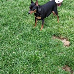 Jude - Miniature Pinscher