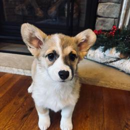 Puppy 2 - Sable female Pembroke Welsh Corgi puppy in Grantsville Md, Maryland from Standing Oaks Kennel
