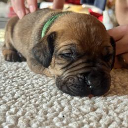 Green Collar - Fawn male Boerboel puppy in Bon Aqua, Tennessee from Erickson Ranch Boerboels