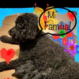 "Born Jan 21st 2022, 2 girls are already reserved" Poodle All Grown Up from Jumelage Standard Poodles