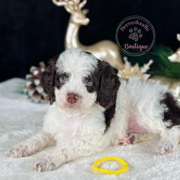 Yellow boy - Brown and white male Bernedoodle puppy in Waukesha, Wisconsin from Bernedoodle Boutique (and Cavapoos)