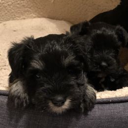 Miniature Schnauzer Puppies from Parsons’ Kennels