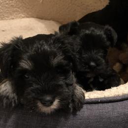 Miniature Schnauzer Puppies from Parsons’ Kennels