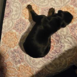 Black boy 2 - Black and rust male Doberman Pinscher puppy in New River, Arizona from Desert Mountain Dobermans