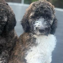 Batman - Brown male Poodle puppy in Redding, California from Canyon Creek Kennels
