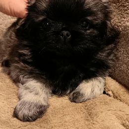 Fawn Boy with Black Mask - Fawn male Pekingese puppy in Batesburg Leesville, South Carolina from My Unique Peke