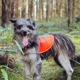 Zae - Pyrenean Shepherd