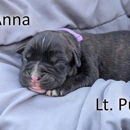 Anna - Light Purple - Brindle female Boxer puppy in Sherrill, Iowa from Balltown Boxers