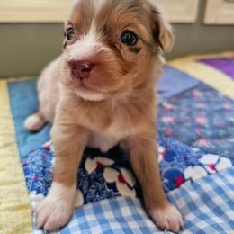 Victory - Red merle female Miniature Australian Shepherd puppy in Dunnellon, Florida from Ever After Mini Aussies