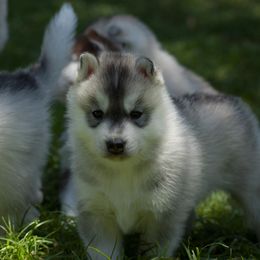 Siberian Husky Puppies from Shedenara Siberians