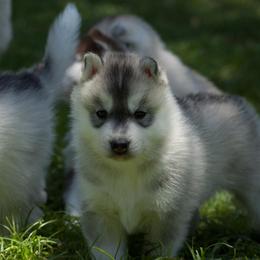 Siberian Husky Puppies from Shedenara Siberians