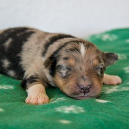 Tucker - Blue merle male Australian Shepherd puppy in Crane, Missouri from Westrip Angus & Aussies
