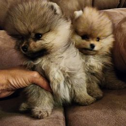 Pomeranians from Johana Guzman's Pomeranians