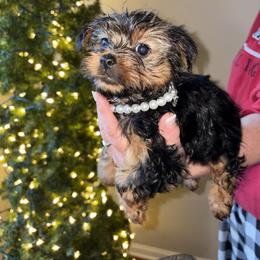 GIRL 3 - Black and tan female Yorkshire Terrier puppy in Loganville, Georgia from The Doggy Empire