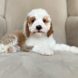 Bernedoodle Puppies from Sweet Pea Bernedoodles