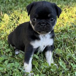 Pug Puppies from Pug Envy