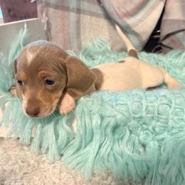 Boy 1 - Piebald male Dachshund puppy in Decatur, Mississippi from KP Dachshunds