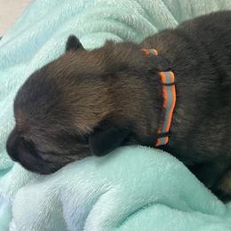 Winnie the Pooch - Sable female German Shepherd puppy in High Ridge, Missouri from Adelheid Shepherds