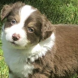 Miniature American Shepherds from Greenwood Acres Kennel