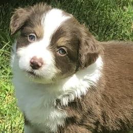 Miniature American Shepherds from Greenwood Acres Kennel