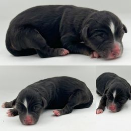 Black tri male 4 - Black tri male Miniature Australian Shepherd puppy in Brooker, Florida from Honey, I Shrunk the Aussies