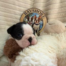 Jaxson - Black and white male Boston Terrier puppy in Tampa, Florida from Bayshore Boston Terrier’s