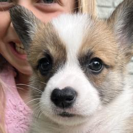 Parsley ($1,500) - Red Pembroke Welsh Corgi puppy in Blue Ridge, Georgia from My Shepherd’s Dream Farm Corgis