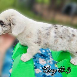 Boy 3 - Blue merle and white male Cardigan Welsh Corgi puppy in Natchitoches. La, Louisiana from Bleu Bayou Corgis