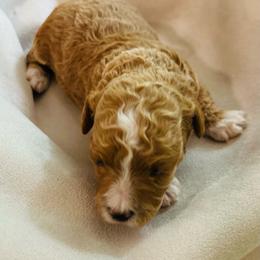 Molly - Apricot and white female Cavachon puppy in Natural Bridge, Virginia from Rockbridge Puppies