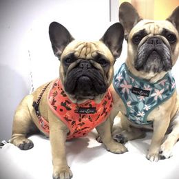 French Bulldog All Grown Up from Ardent French Bulldogs