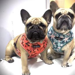 French Bulldog All Grown Up from Ardent French Bulldogs
