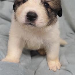 Boy 3 - White and badger male Great Pyrenees puppy in Nicholson, Georgia from Pony Trail Farm