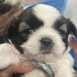 Shih Tzus from Season's Shih Tzus