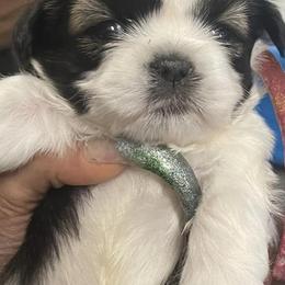 Shih Tzus from Season's Shih Tzus