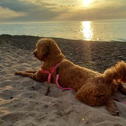 Goldendoodles from Roarke Goldendoodles