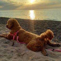 Goldendoodles from Roarke Goldendoodles