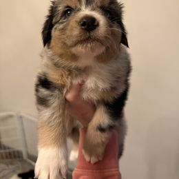 Aqua - Blue merle male Australian Shepherd puppy in Oneida, Tennessee from Miller's Legacy Natural Australian Shepherds - Full Tails & Dewclaws!
