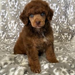 AKC Ziggy - Brown male Poodle puppy in Tecumseh, Oklahoma from Poodles in the Garden