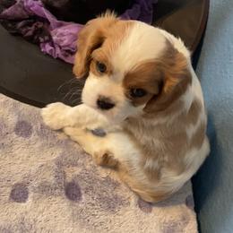 Cavalier King Charles Spaniel Puppies from Christina’s Cavaliers