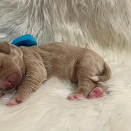 Blue Boy - Cream male Goldendoodle puppy in The Woodlands, Texas from Gracie's Goldendoodles and Bernedoodles of The Woodlands